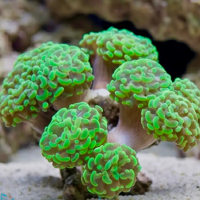 Vibrant Green Hammer (Price Per Head)
