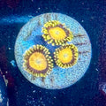 Scrambled Eggs Zoa