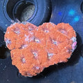 Acan Colony